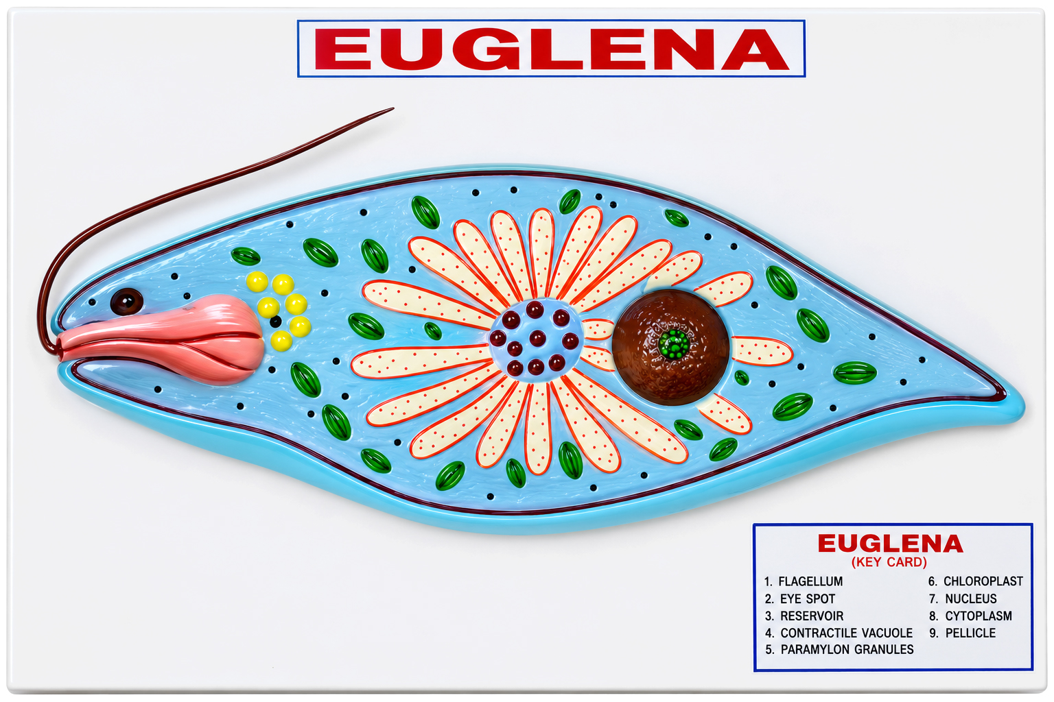 Euglena Model